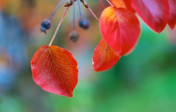 Autumn, leaves, nature