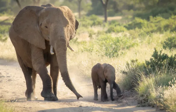 Nature, Africa, elephants