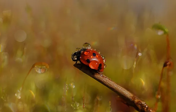 Picture drops, macro, red, nature, Rosa, background, ladybug, beetle