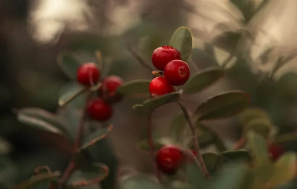 Berries, bokeh, twigs, cranberry