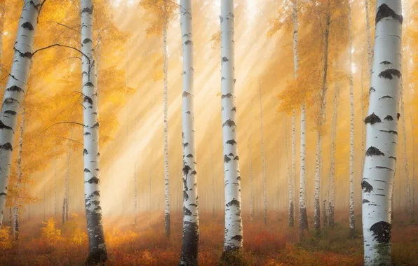 Autumn, forest, the sun, rays, light, trees, branches, nature
