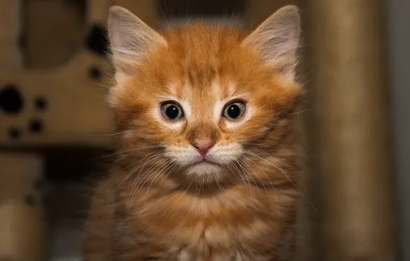 Cat, look, kitty, background, portrait, baby, red, kitty