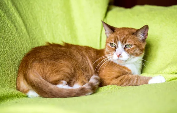 Cat, look, kitty, red, muzzle, cute, fabric, lies