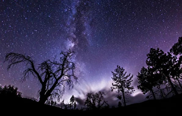 Picture space, stars, trees, night, shadows, the milky way