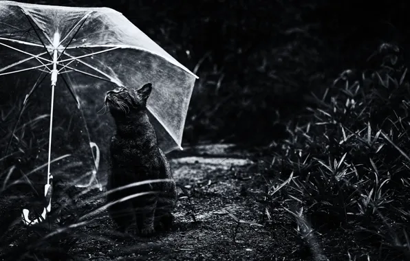 Picture cat, umbrella, Koshak, Tomcat