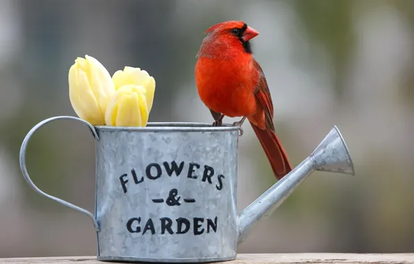 Picture flowers, background, bird, tulips, lake, buds, bokeh, Red cardinal