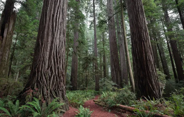 Picture forest, trees, nature, USA, USA, path, Redwood national Park, Redwood National Park