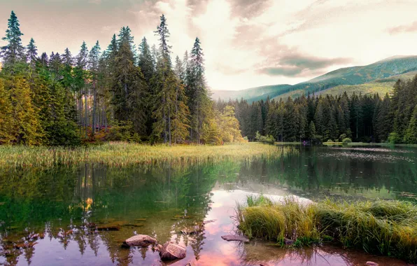 Picture forest, reflection, shore, pond