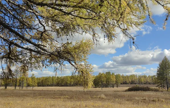 Field, grass, autumn forest
