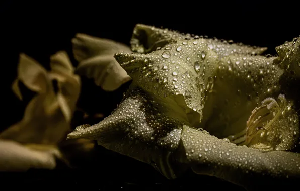 Drops, macro, light, flowers, white, black background, gladiolus, gladiolus