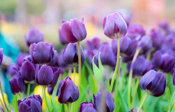 Purple, leaves, flowers, beauty, spring, tulips, buds, flowerbed
