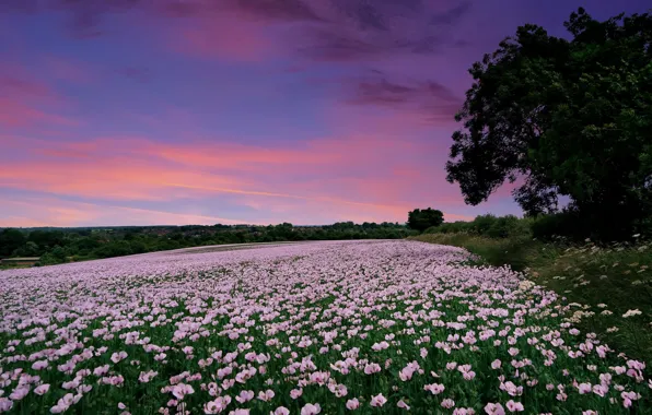 Picture field, sunset, England, Maki, England, Hampshire, Hampshire