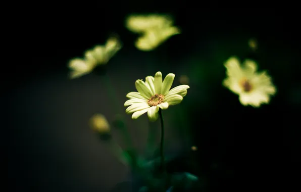 Flowers, yellow, background