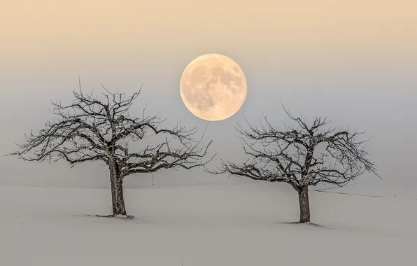 Picture trees, nature, the moon