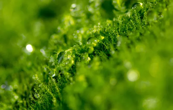 Greens, grass, drops, macro, Rosa, water