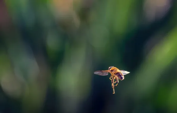 Macro, bee, insect, Flies