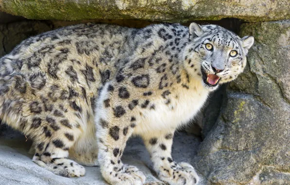Picture cat, stone, IRBIS, snow leopard, view, ©Tambako The Jaguar