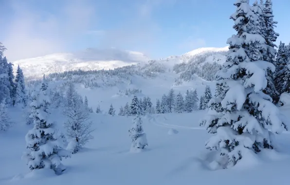 Picture winter, snow, trees, ate, Canada, the snow, Albert, Banff National Park