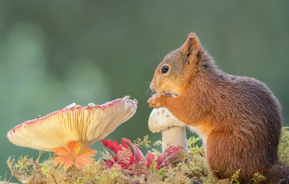 Nature, mushrooms, protein