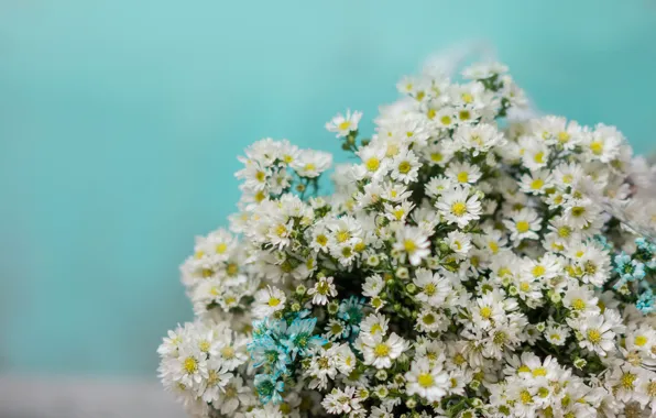 Wallpaper flowers, background, bouquet, white, chamomile