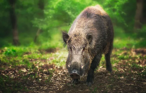 Look, face, nature, boar, face