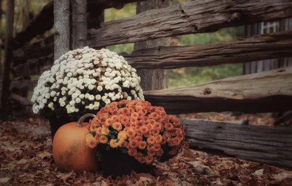 Picture autumn, leaves, the fence, pumpkin, chrysanthemum