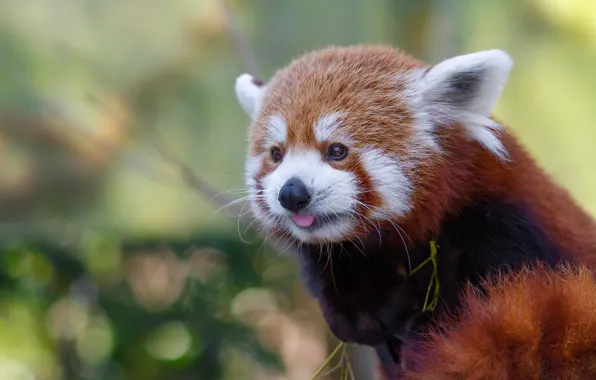 Picture language, face, nature, pose, background, portrait, red Panda, bokeh
