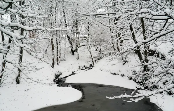 Winter, forest, water, snow, nature, frost, forest, Nature