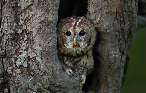 Tree, owl, bird, the hollow, owl