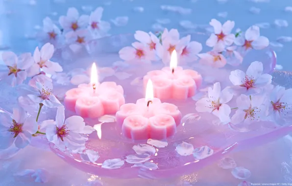Flowers, candles, Japanese cherry