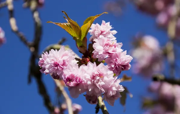 The sky, leaves, flowers, cherry, blue, branch, spring, Sakura