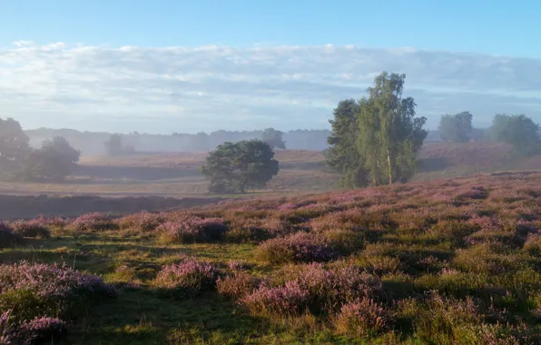 Field, trees, nature, fog, morning, birch, shrubs, Heather