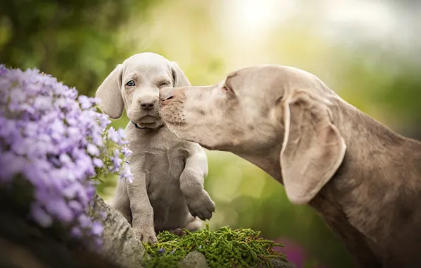 Dogs, flowers, baby, puppy, bokeh, a mother's love, The Weimaraner, Weimar pointer