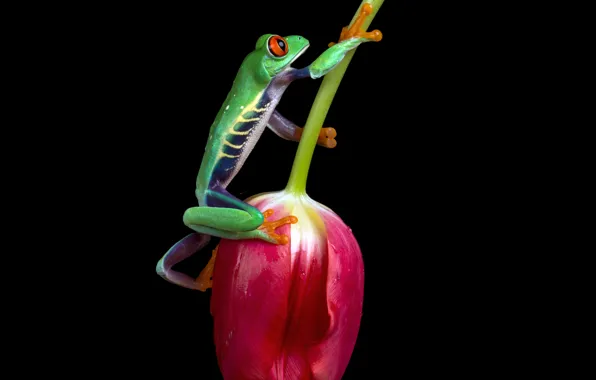 Flower, macro, Tulip, frog, black background, green, fauna, dendrobates