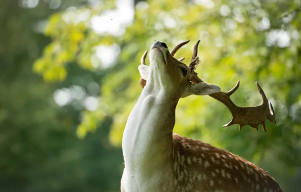 Picture animal, head, deer, neck