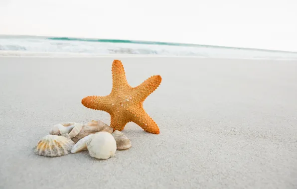 Sand, sea, beach, star, shell, summer, beach, sea
