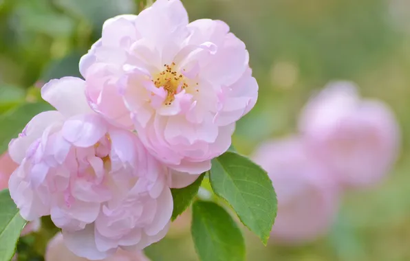 Picture tenderness, rose, Bush, petals, buds, flowering