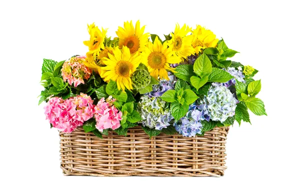 Leaves, sunflowers, flowers, basket, yellow, white background, hydrangea