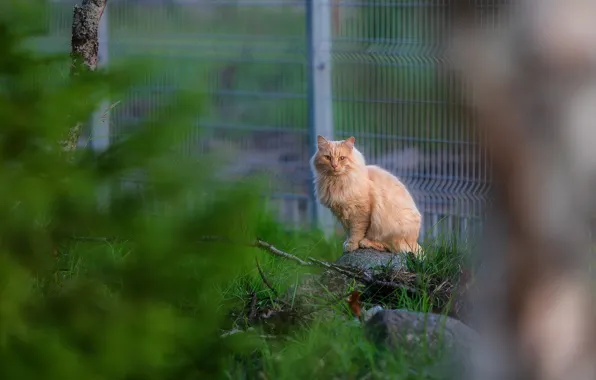 Picture grass, cat, animal, plants, outdoors