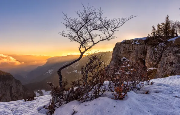 Picture winter, the sky, snow, trees, mountains, branches, fog, open