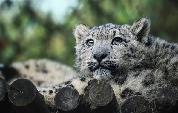 Picture look, face, portrait, baby, IRBIS, snow leopard, log, cub
