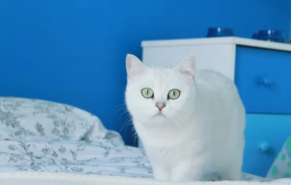 Cat, white, cat, look, pose, face, blue background