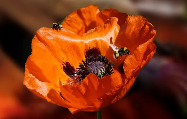 Flower, macro, red, Mac, bumblebees, bumblebee