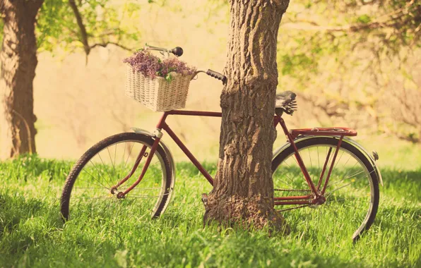 Picture greens, grass, leaves, trees, flowers, nature, bike, background