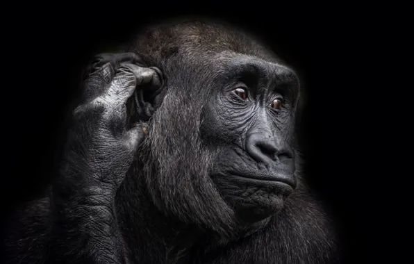 Picture nature, background, monkey