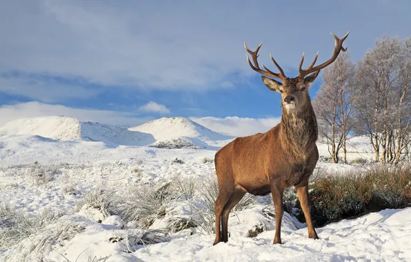 Picture winter, grass, snow, trees, deer, horns, Sunny, handsome