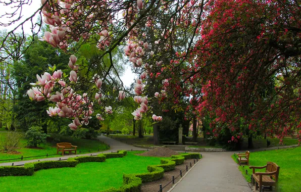 Picture park, spring, magnolia, twig