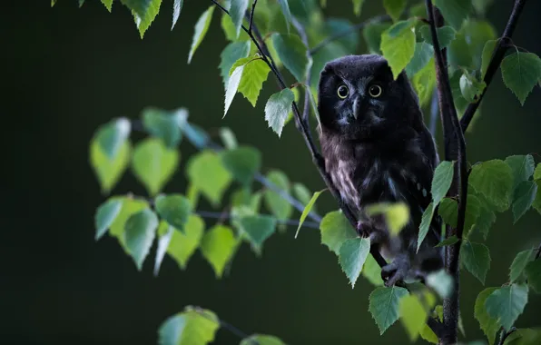 Look, leaves, branches, nature, background, tree, owl, bird