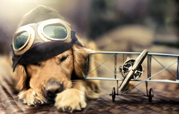 Picture toy, dog, the plane