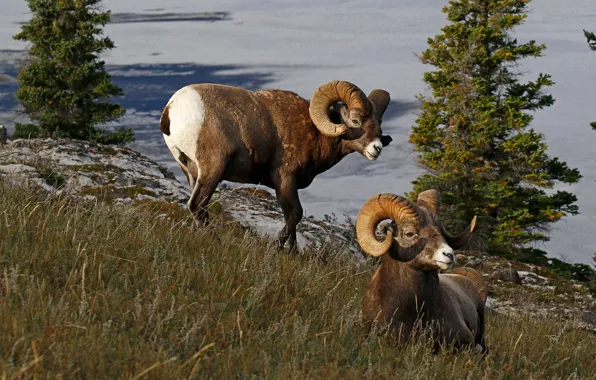 Nature, Canada, horns, RAM, bighorn sheep